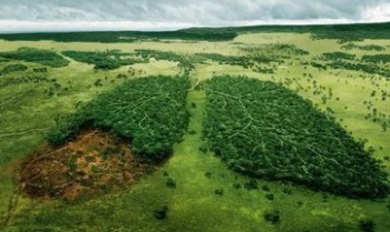 Леса никакие не лёгкие планеты  - lesa.jpg