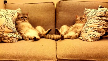 Аргумент в пользу существования Бога - Happy-caturday-lazy-day-on-the-couch-3.jpg