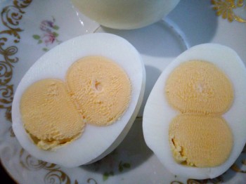 Куриные однояйцовые близнецы